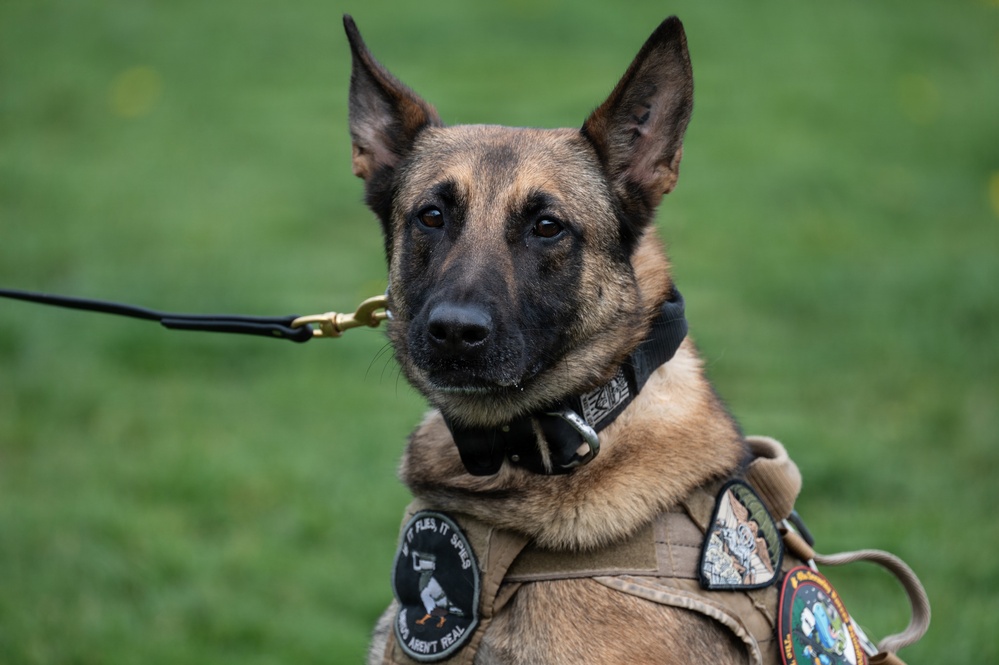 48 SFS military working dog routine training