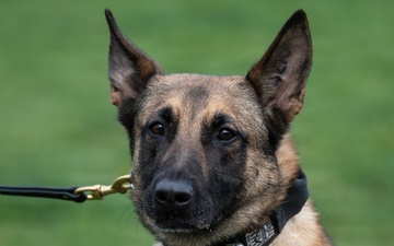 48 SFS military working dog routine training