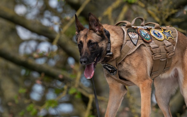 48 SFS military working dog routine training