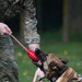 48 SFS military working dog routine training