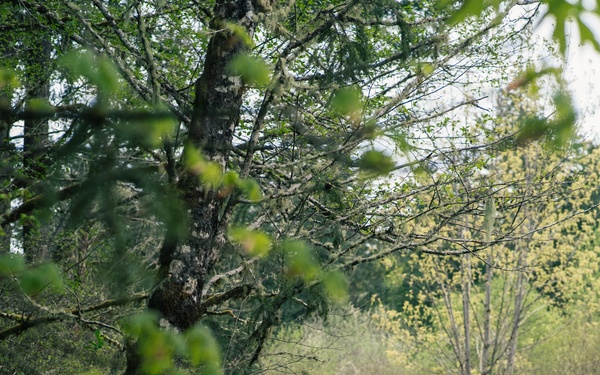 1st Special Forces Group (Airborne) conducts Maneuver Live Fire Exercise