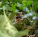 Balikatan 2026: U.S. Army Combat Engineers Participate in Jungle Survival Training (Day 2)