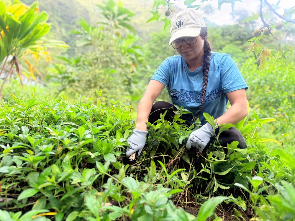 Laulima Navy Volunteers Restore Haiku Valley Through Community Service