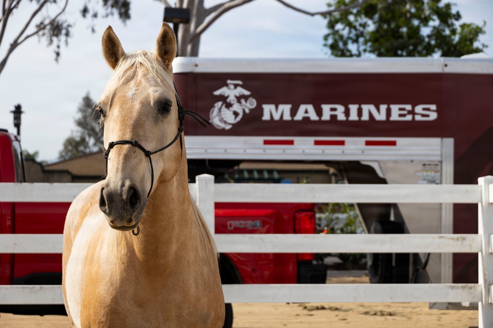 Mounted Color Guard Veterinarian Visit