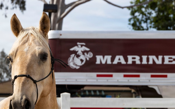 Mounted Color Guard Veterinarian Visit