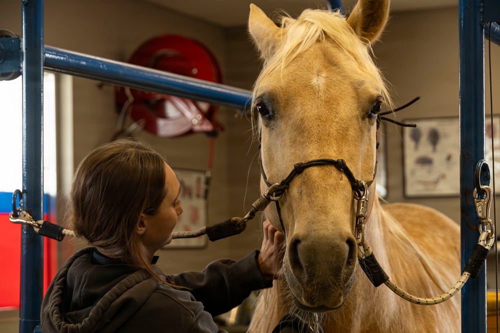 Mounted Color Guard Veterinarian Visit