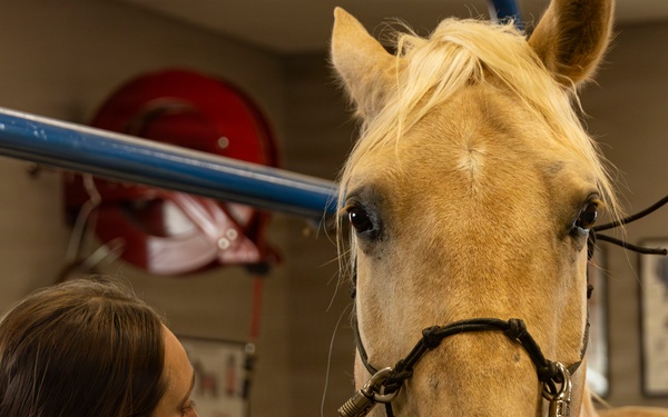 Mounted Color Guard Veterinarian Visit