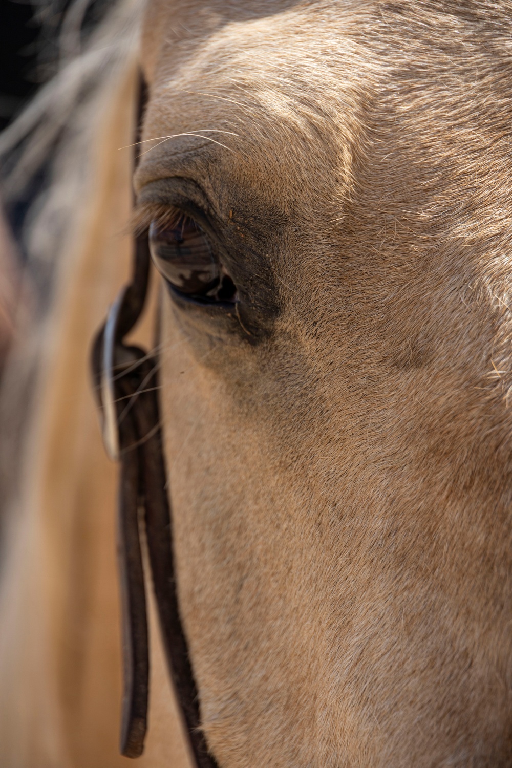 Mounted Color Guard Operations