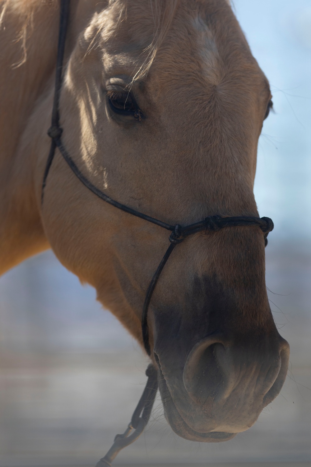 Mounted Color Guard Operations