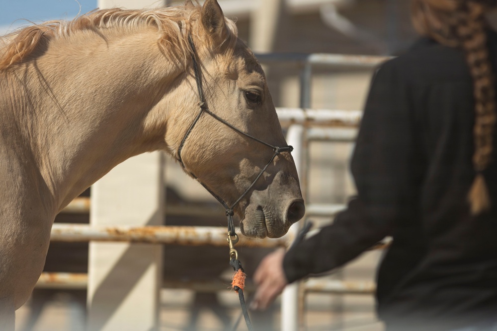 Mounted Color Guard Operations