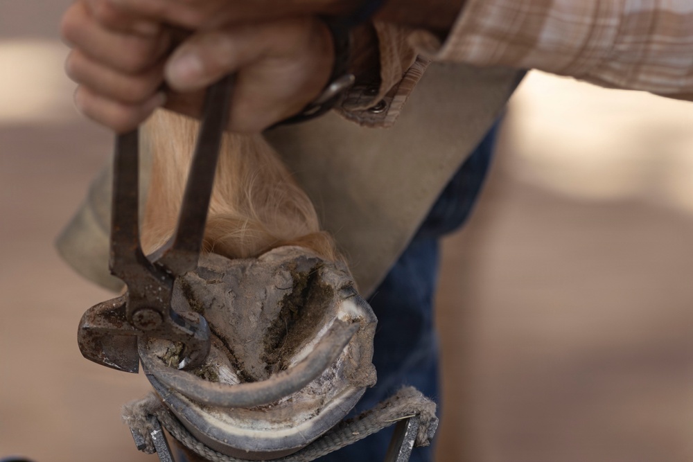 Mounted Color Guard Operations