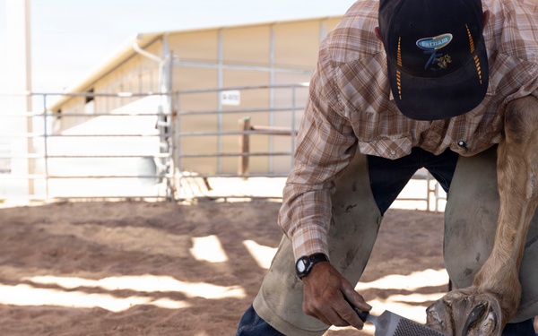 Mounted Color Guard Operations
