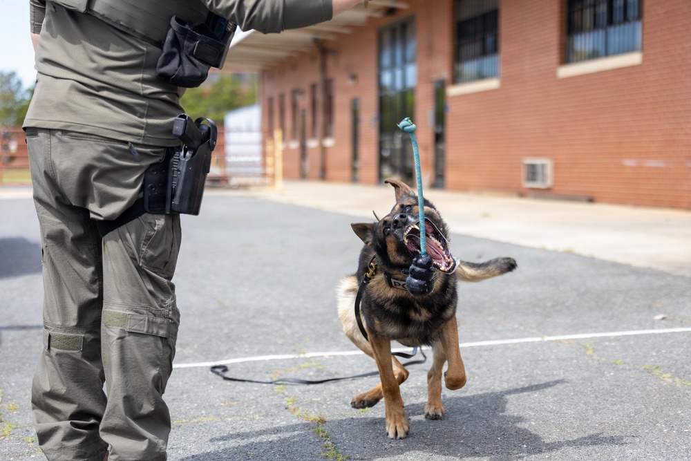 145th Airlift Wing hosts training for local law enforcement K-9 units