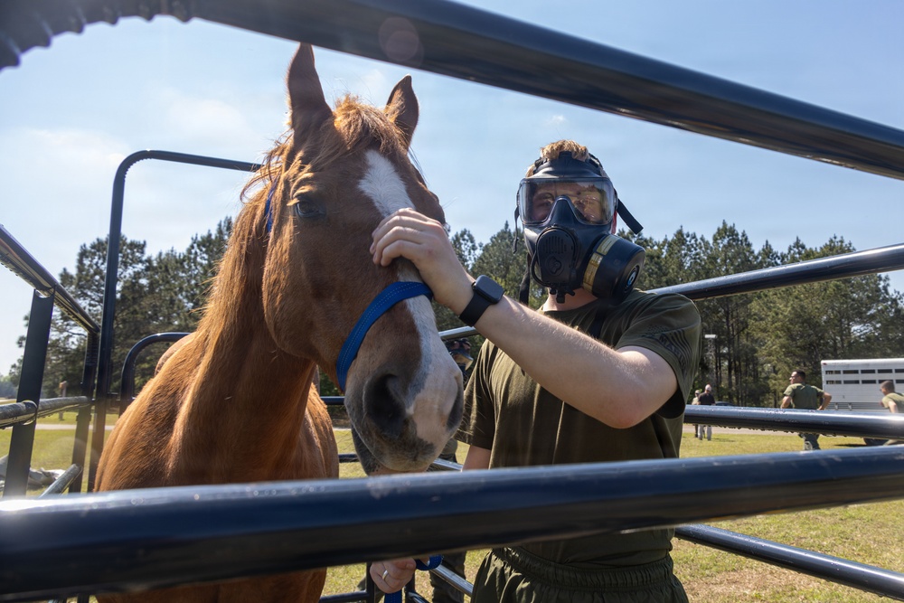 CBIRF Marines Participate in Animal Decontamination Training
