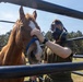 CBIRF Marines Participate in Animal Decontamination Training