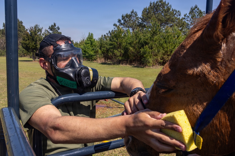 CBIRF Marines Participate in Animal Decontamination Training