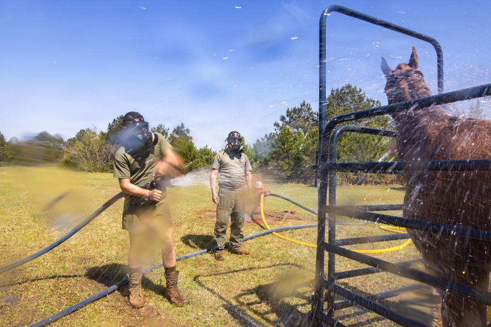 CBIRF Marines Participate in Animal Decontamination Training