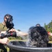 CBIRF Marines Participate in Animal Decontamination Training