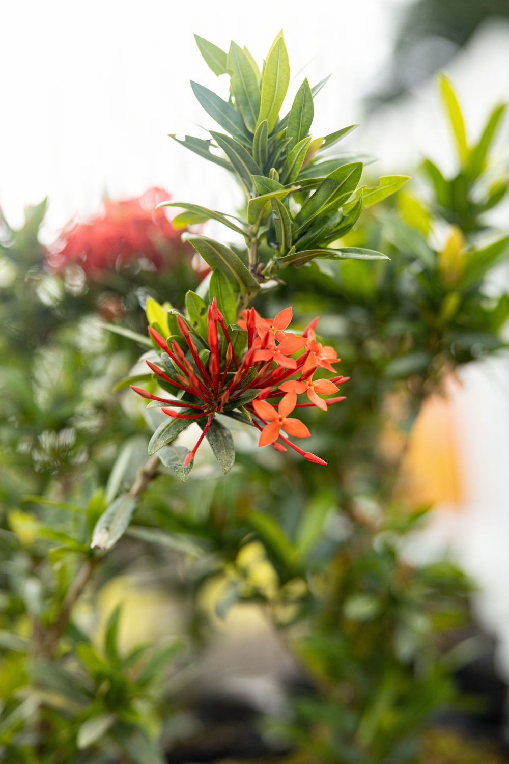 Camp Courtney Flower Planting Ceremony | 2026
