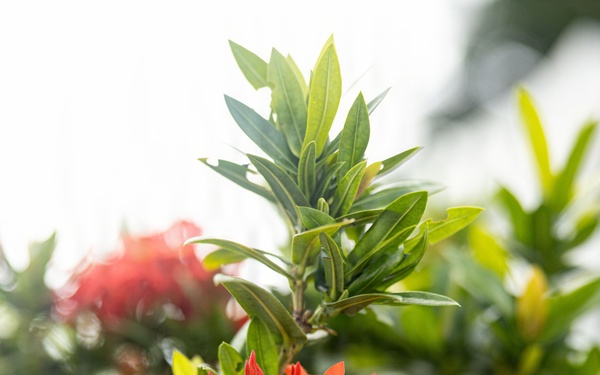 Camp Courtney Flower Planting Ceremony | 2026