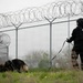 Combined Joint Military Working Dog Competition