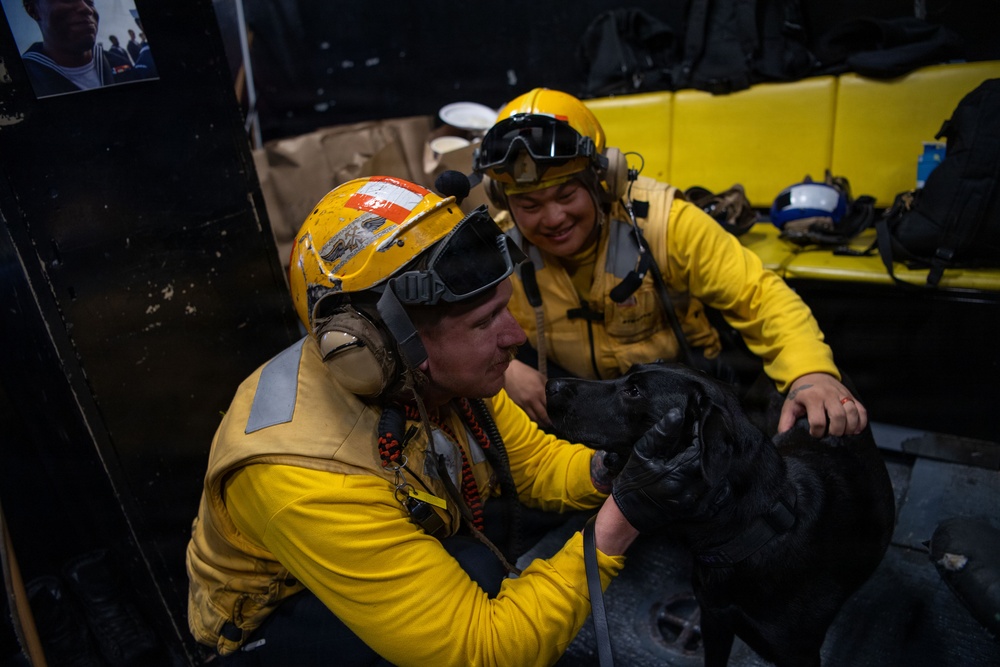 Boxer’s Morale Dog Comforts Sailors