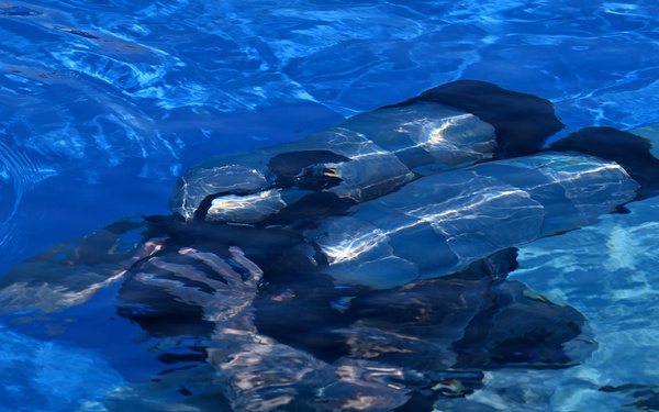 Combat Diver Qualification Course Students Training in Key West