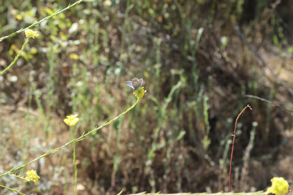 Palos Verde Blue Butterfly
