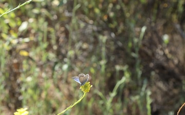 NAVFAC Southwest Releases Palos Verde Blue Butterfly In San Pedro