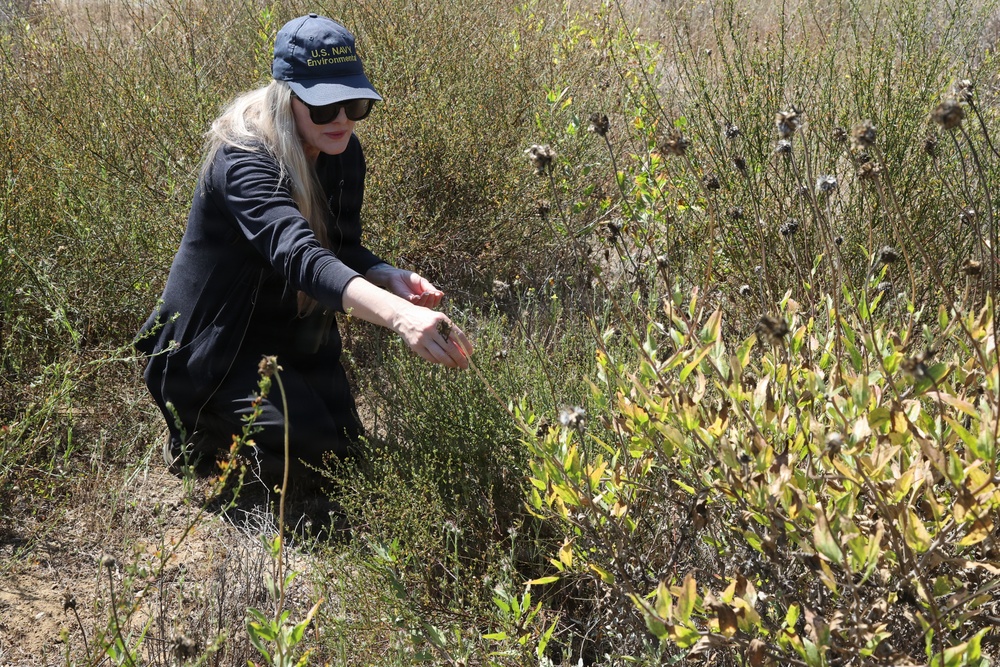 NAVFAC Southwest Releases Palos Verde Blue Butterfly