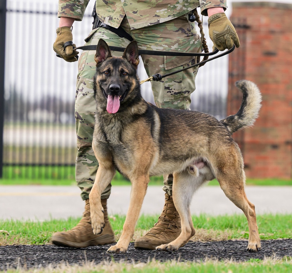 Team Scott honors military working dogs through ruck
