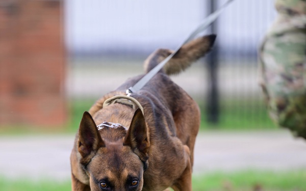 Team Scott honors military working dogs through ruck