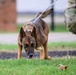 Team Scott honors military working dogs through ruck