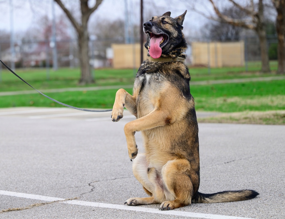 Team Scott honors military working dogs through ruck