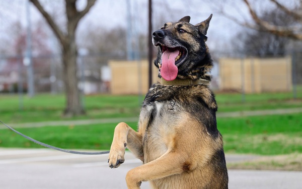 Team Scott honors military working dogs through ruck