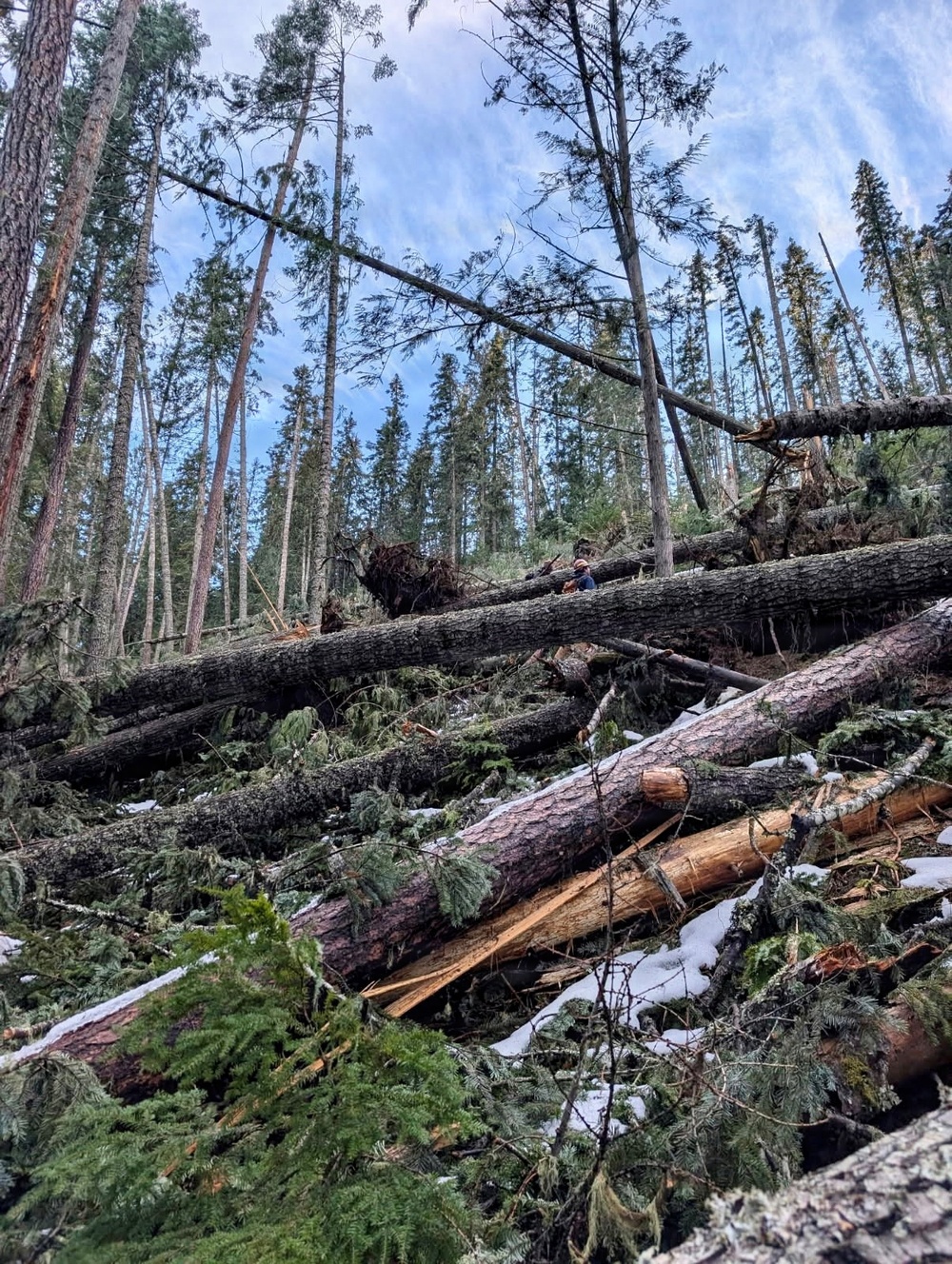 Prichard Blowdown Salvage Sale