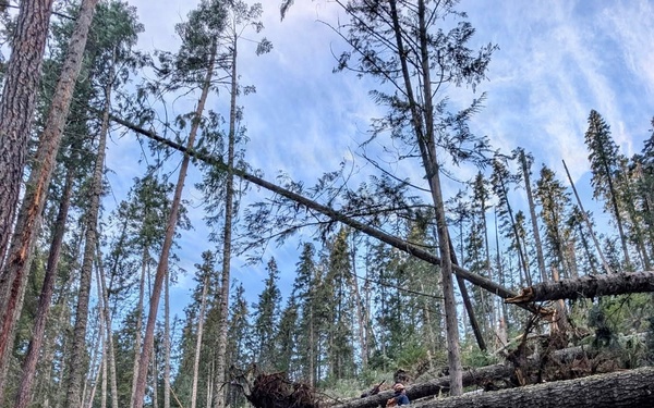 Prichard Blowdown Salvage Sale