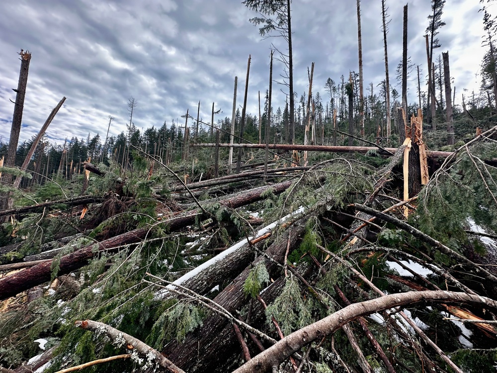 Prichard Blowdown Salvage Sale