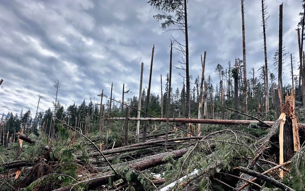 Prichard Blowdown Salvage Sale