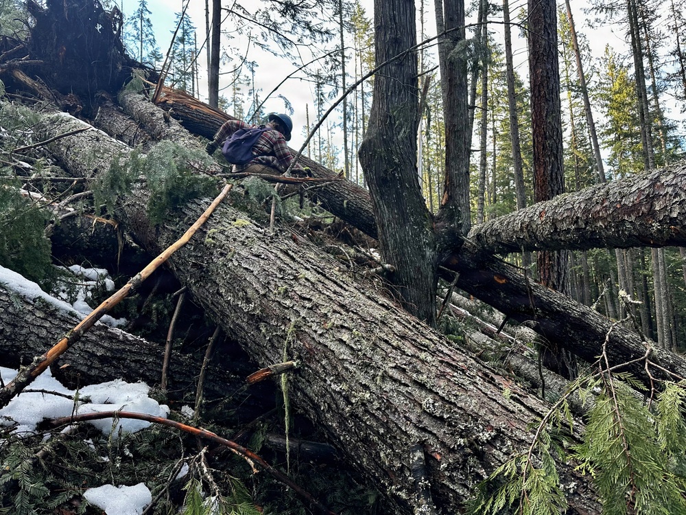 Prichard Blowdown Salvage Sale