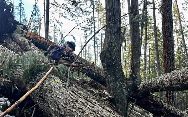 Prichard Blowdown Salvage Sale