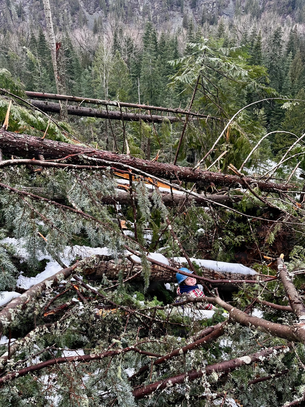 Prichard Blowdown Salvage Sale