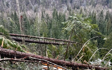 Prichard Blowdown Salvage Sale