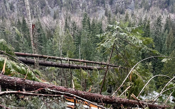 Prichard Blowdown Salvage Sale