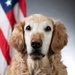 Bolt the Four-Legged Wingman of the 168th Wing