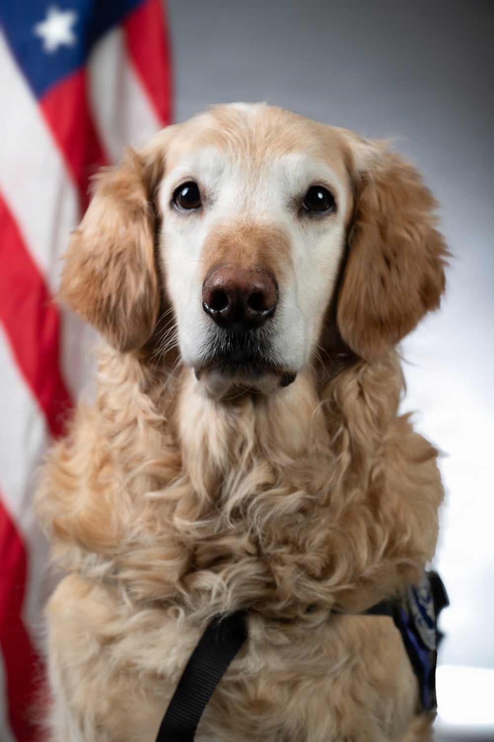 Bolt the Four-Legged Wingman of the 168th Wing
