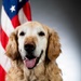 Bolt the Four-Legged Wingman of the 168th Wing
