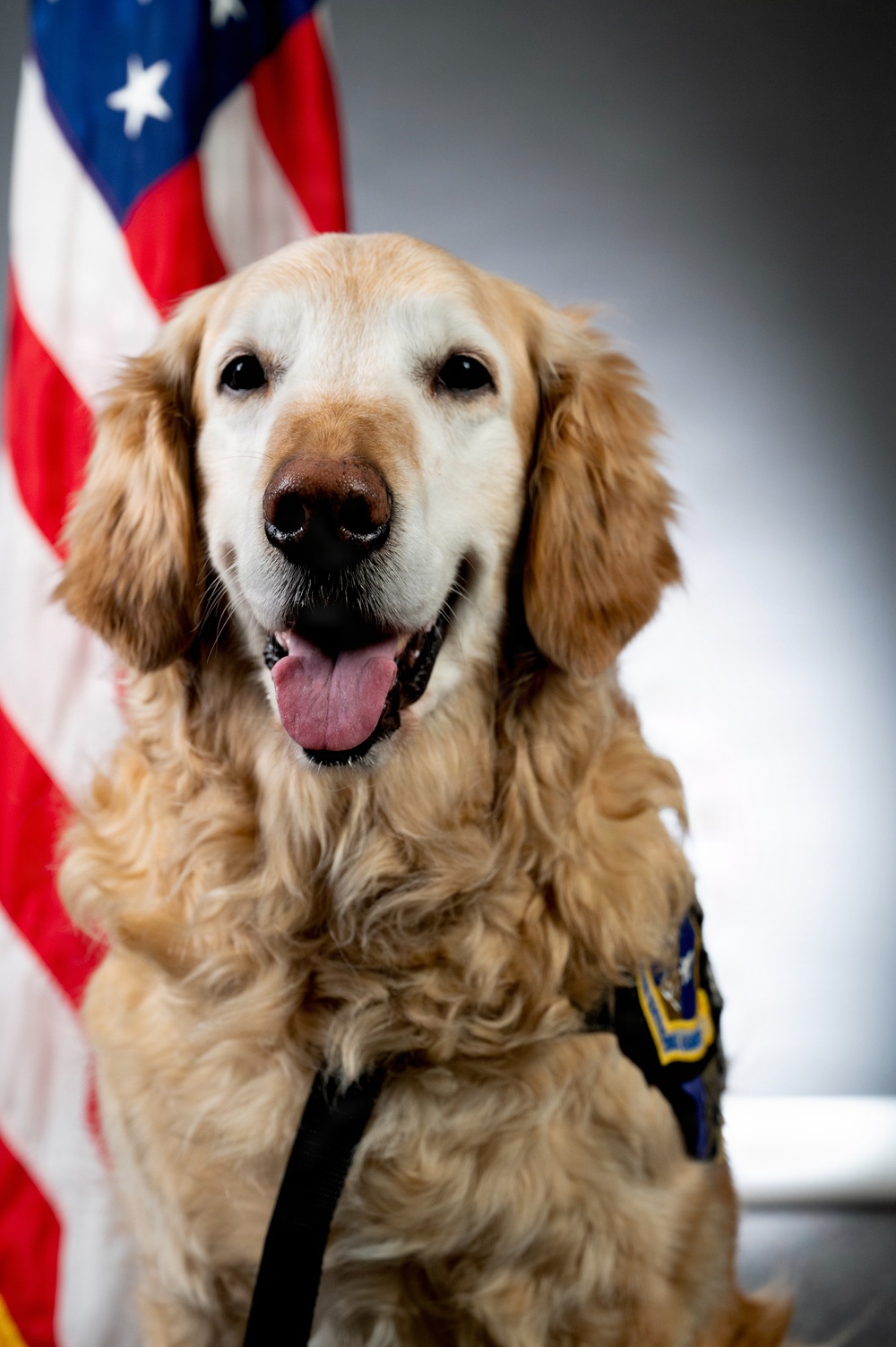 Bolt the Four-Legged Wingman of the 168th Wing