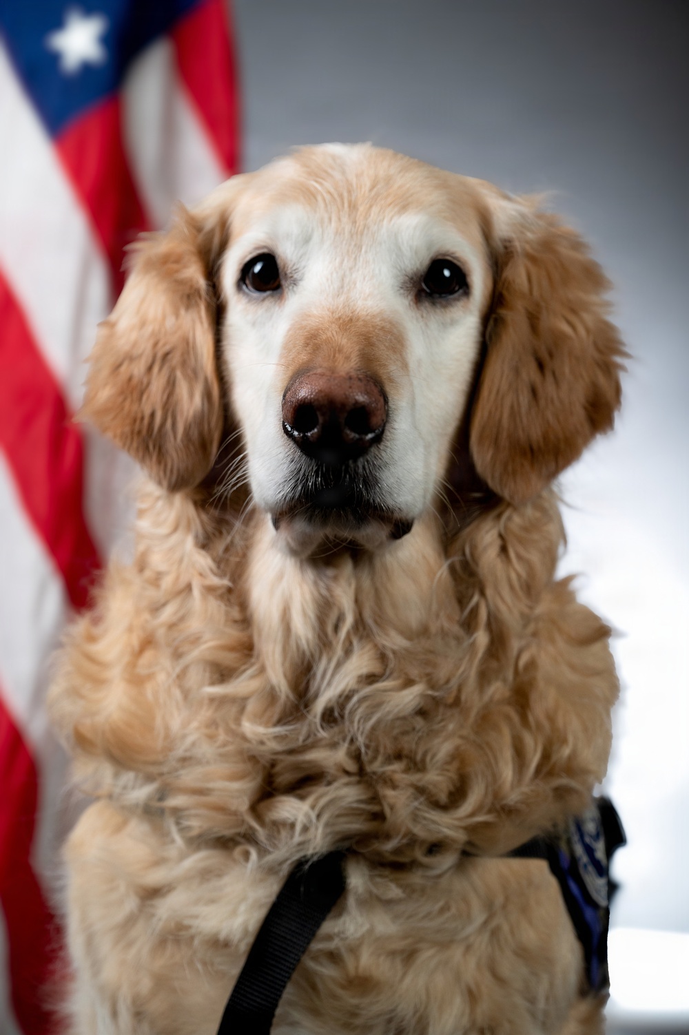 Bolt the Four-Legged Wingman of the 168th Wing