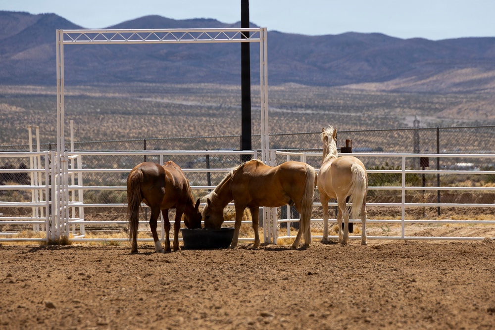 Mounted Color Guard Operations